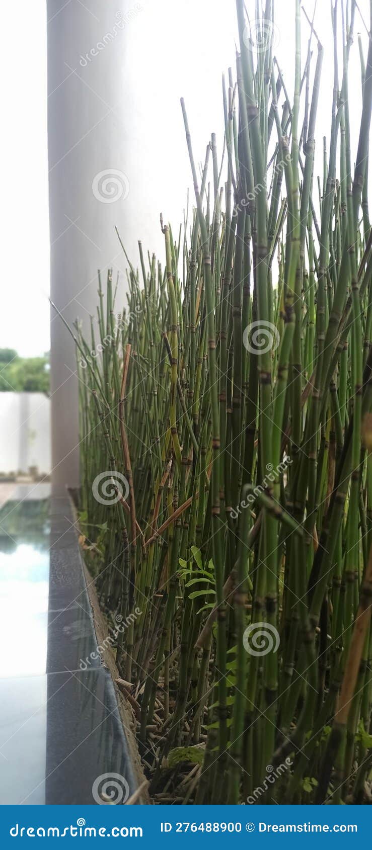 Drought mini bamboo plants stock photo. Image of tree 276488900
