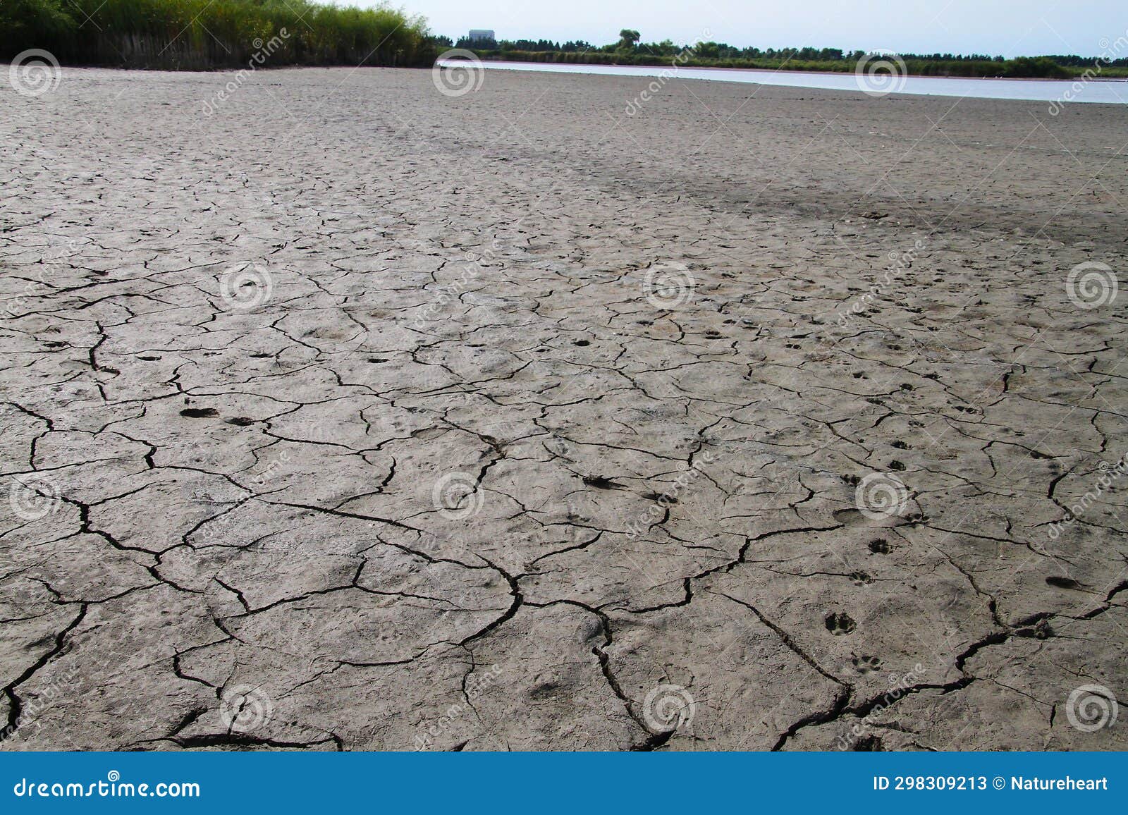 northern illinois lake bed in drought conditions with wildlife tracks2