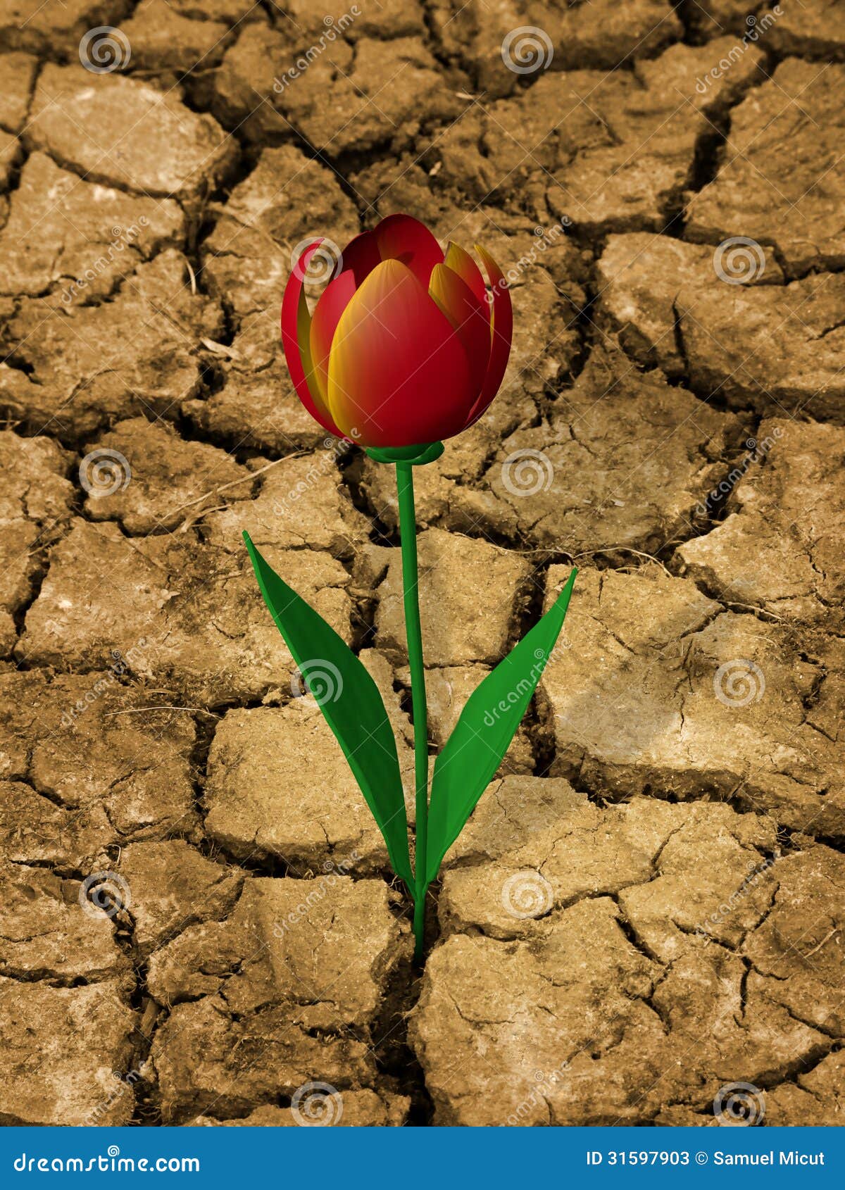 drought-resistant flower