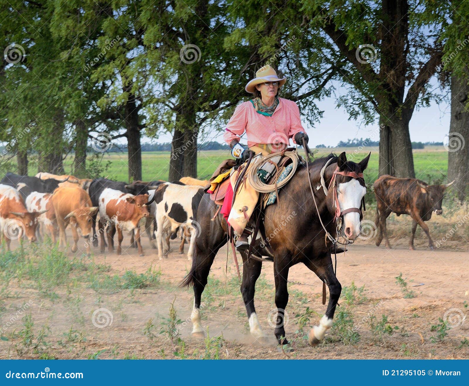 Drover on a Kansas Longhorn Cattle Drive Editorial Image Image of