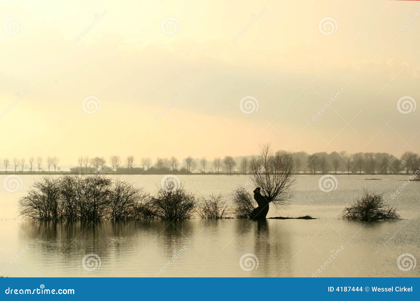 drowned trees in dutch fore-lands