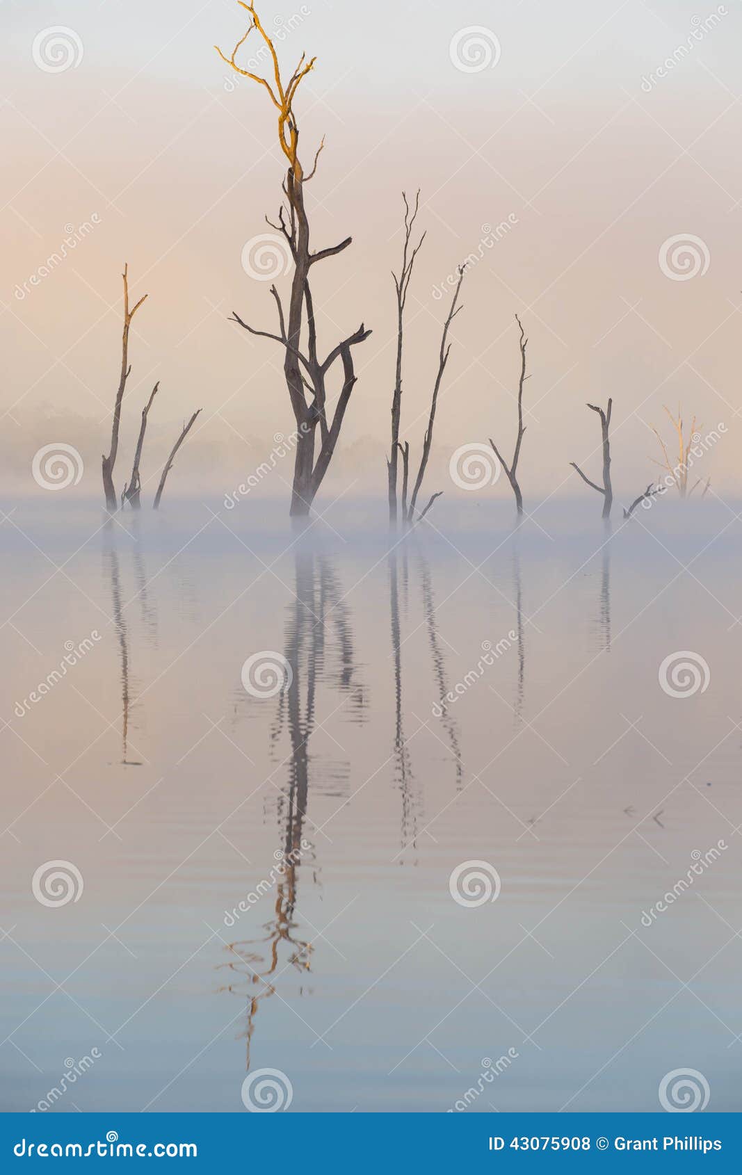 drowned trees, lake tinaroo