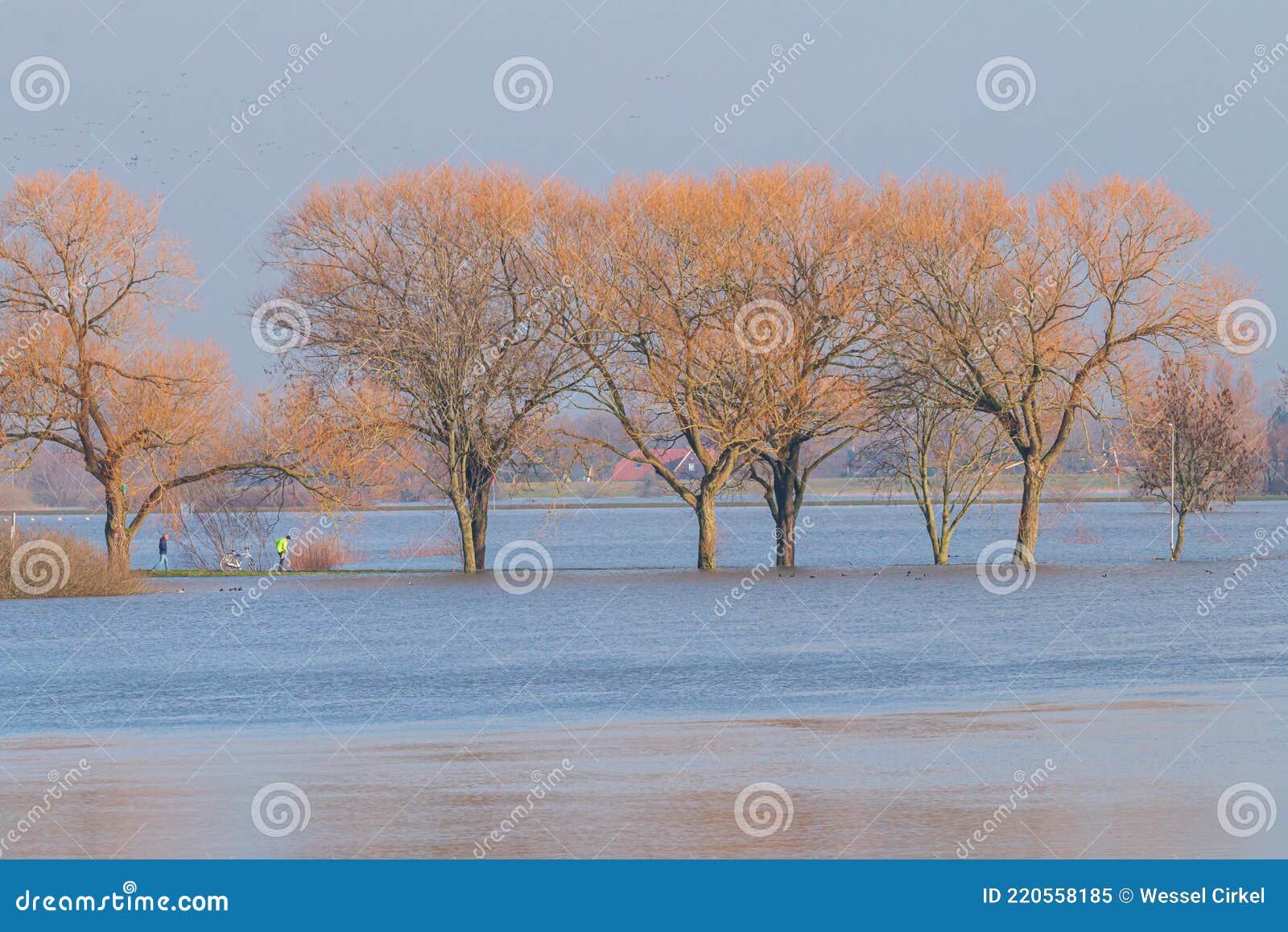 drowned wintry trees in dutch fore-lands near welsum