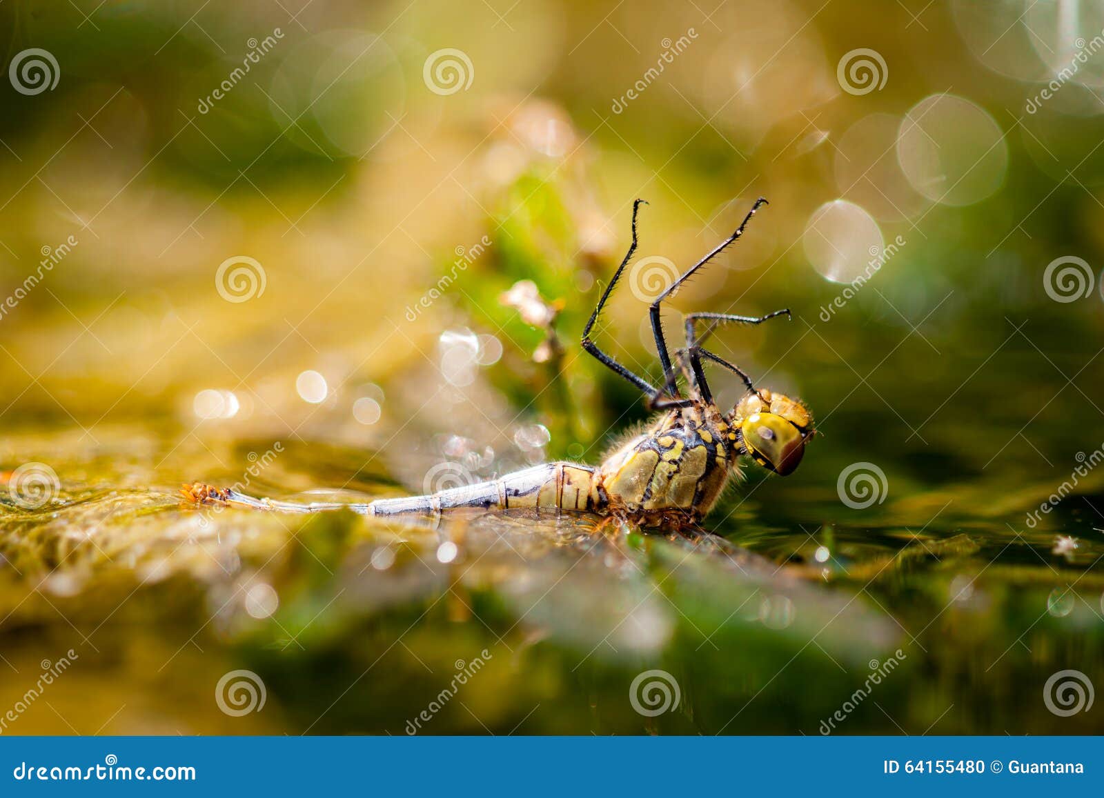 Drowning dragonfly stock photo. Image of green, fragile 64155480