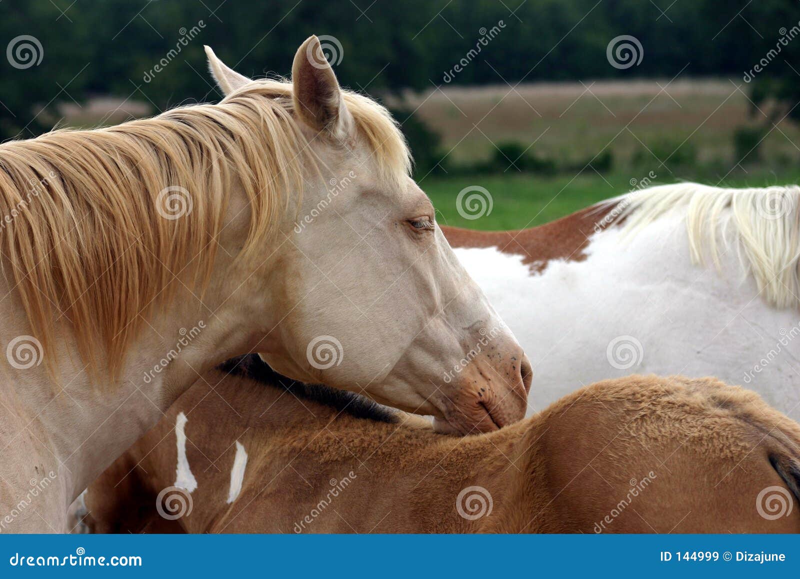 drowsy horse
