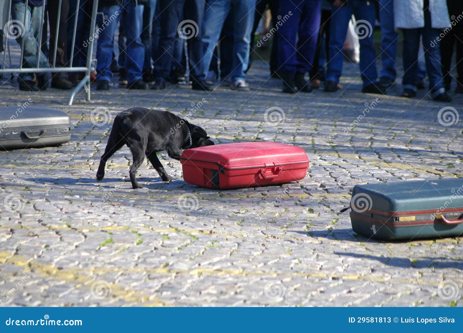 Drug detection dog stock image. Image of drug, sniffer