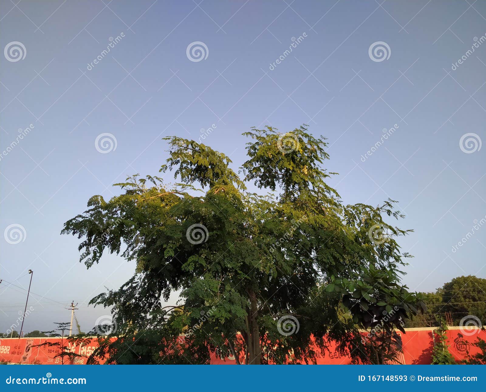 drum sticks plant in village by small baby