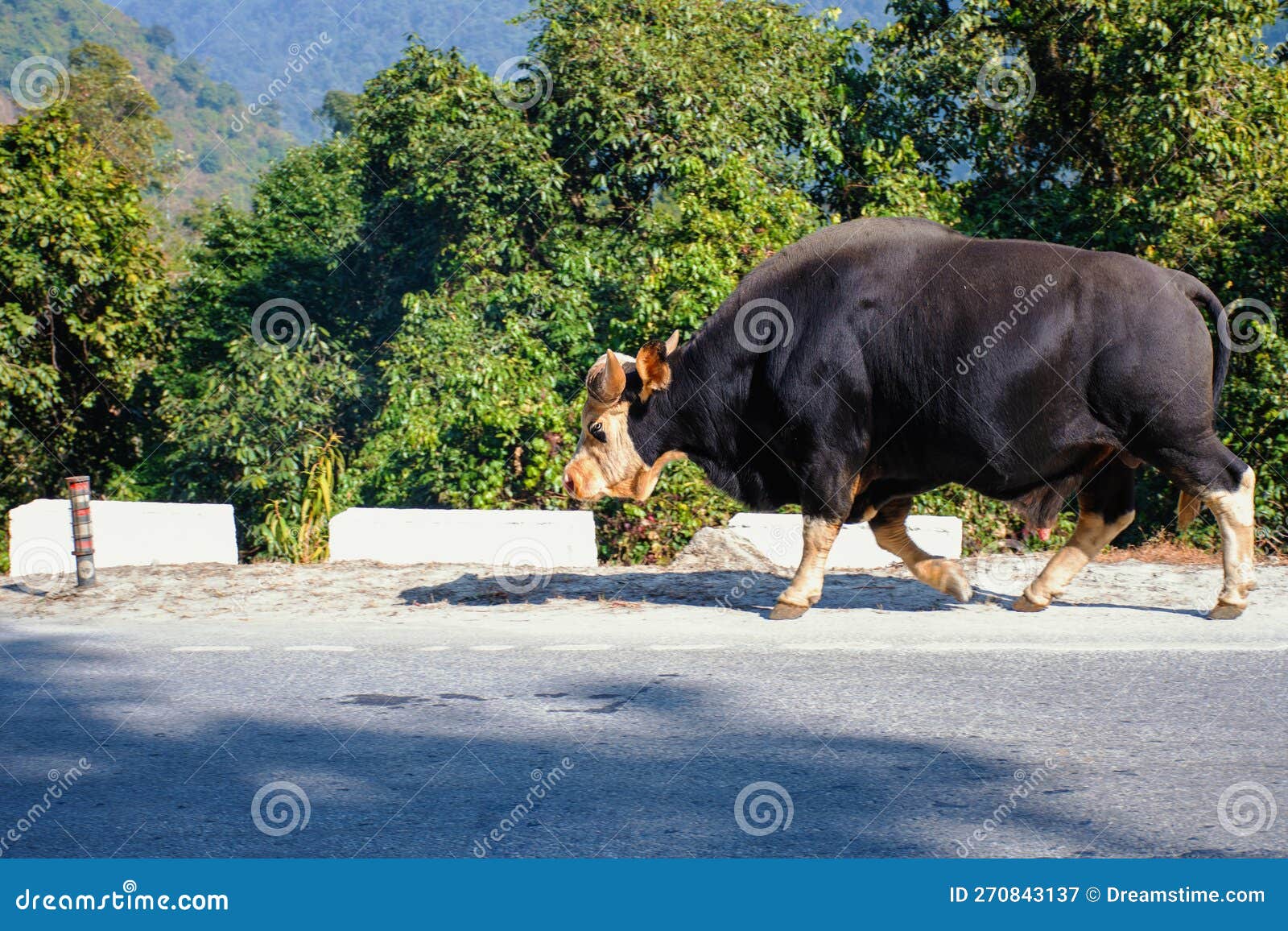 Mithun Stock Photos - Free & Royalty-Free Stock Photos from Dreamstime Mithun Stock Photos - Free & Royalty-Free Stock Photos from Dreamstime
