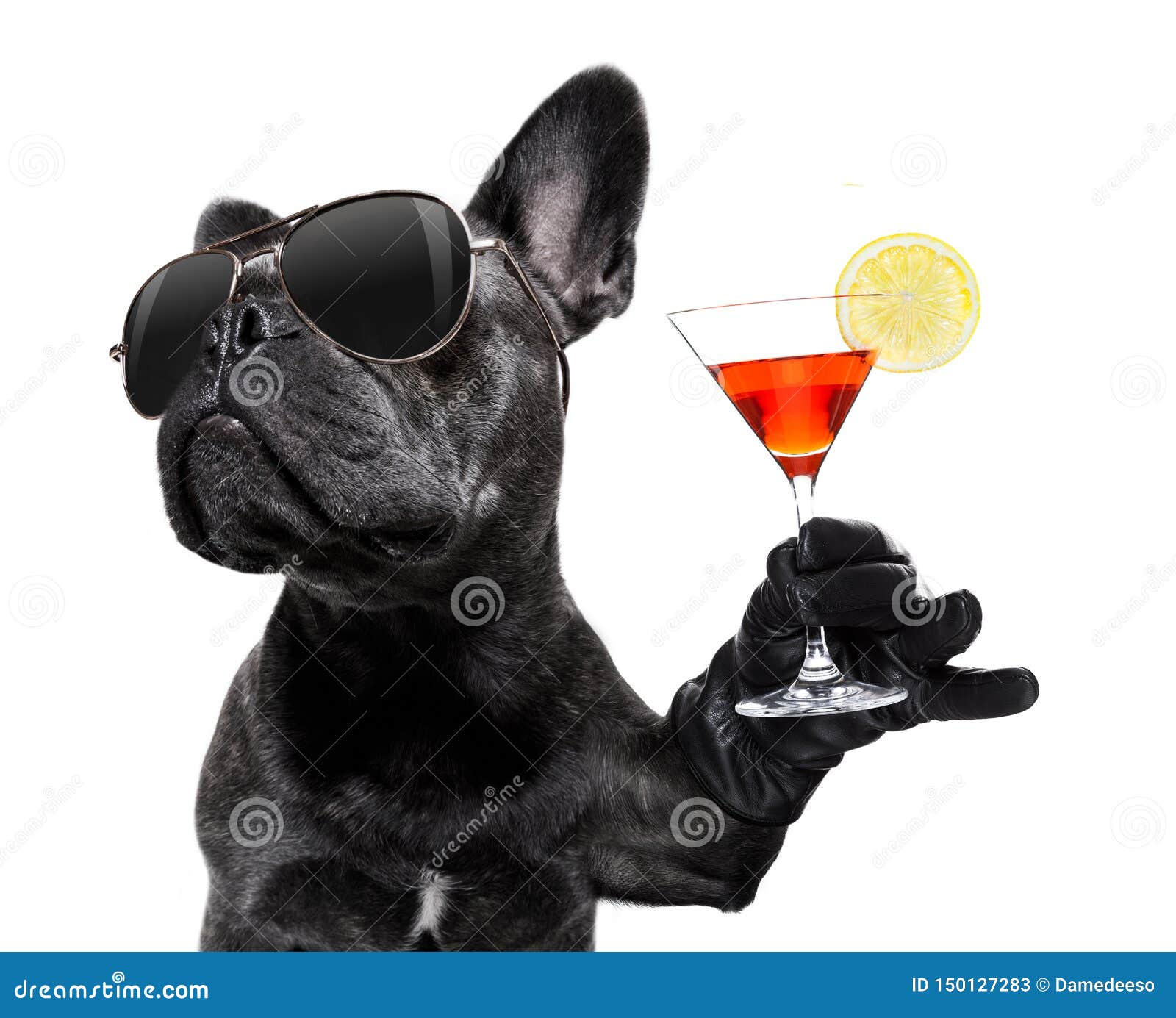 drunk dog drinking a cocktail