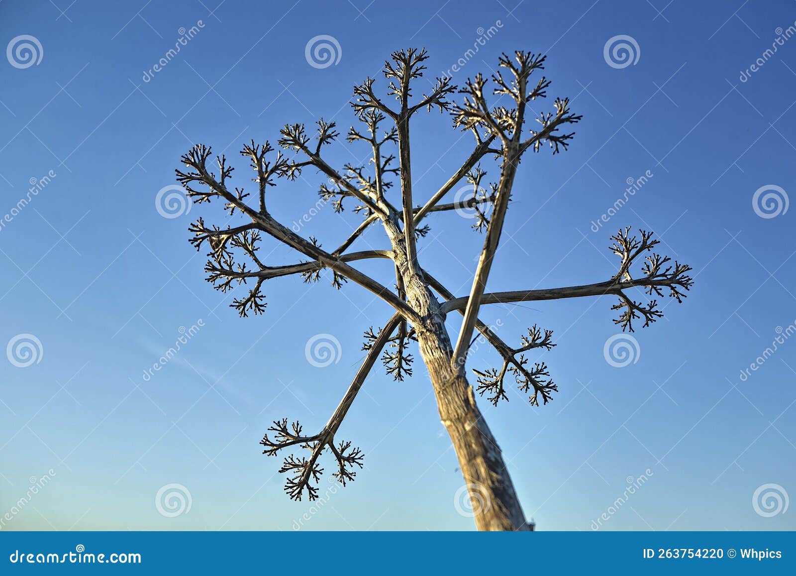 dry agave stem over blue sky