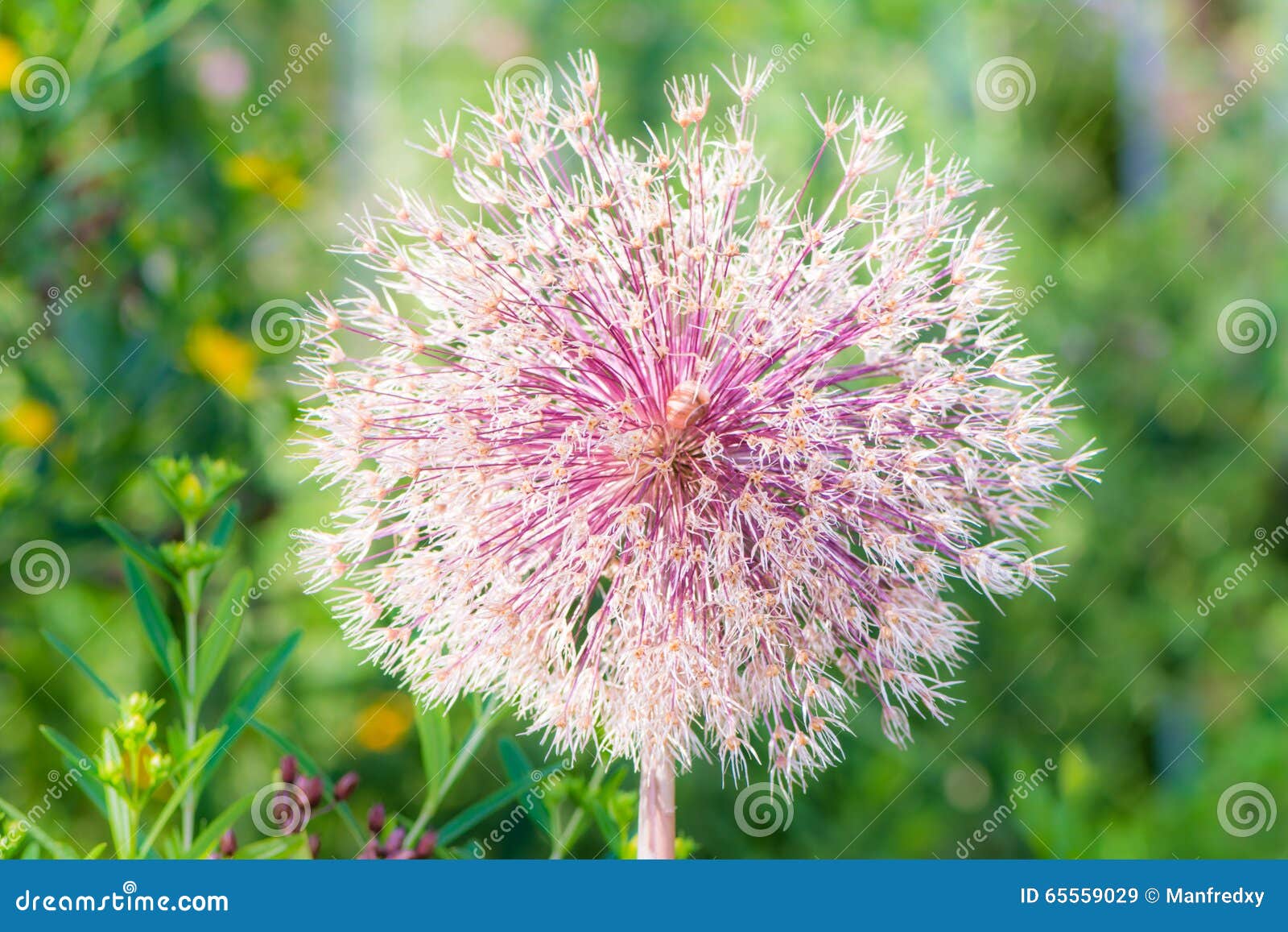 dry allium giganteum flower