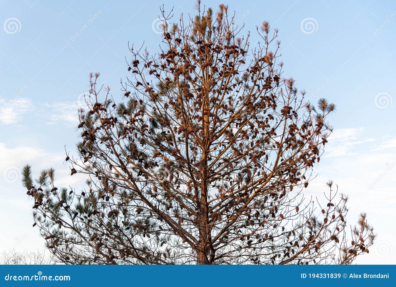 dry american pine tree pinus elliottii with pine cones and blue sky in the background