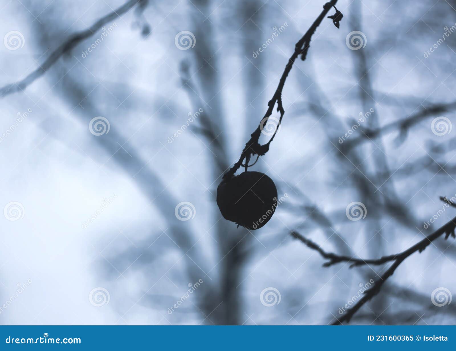 dry apple on bare tree branch