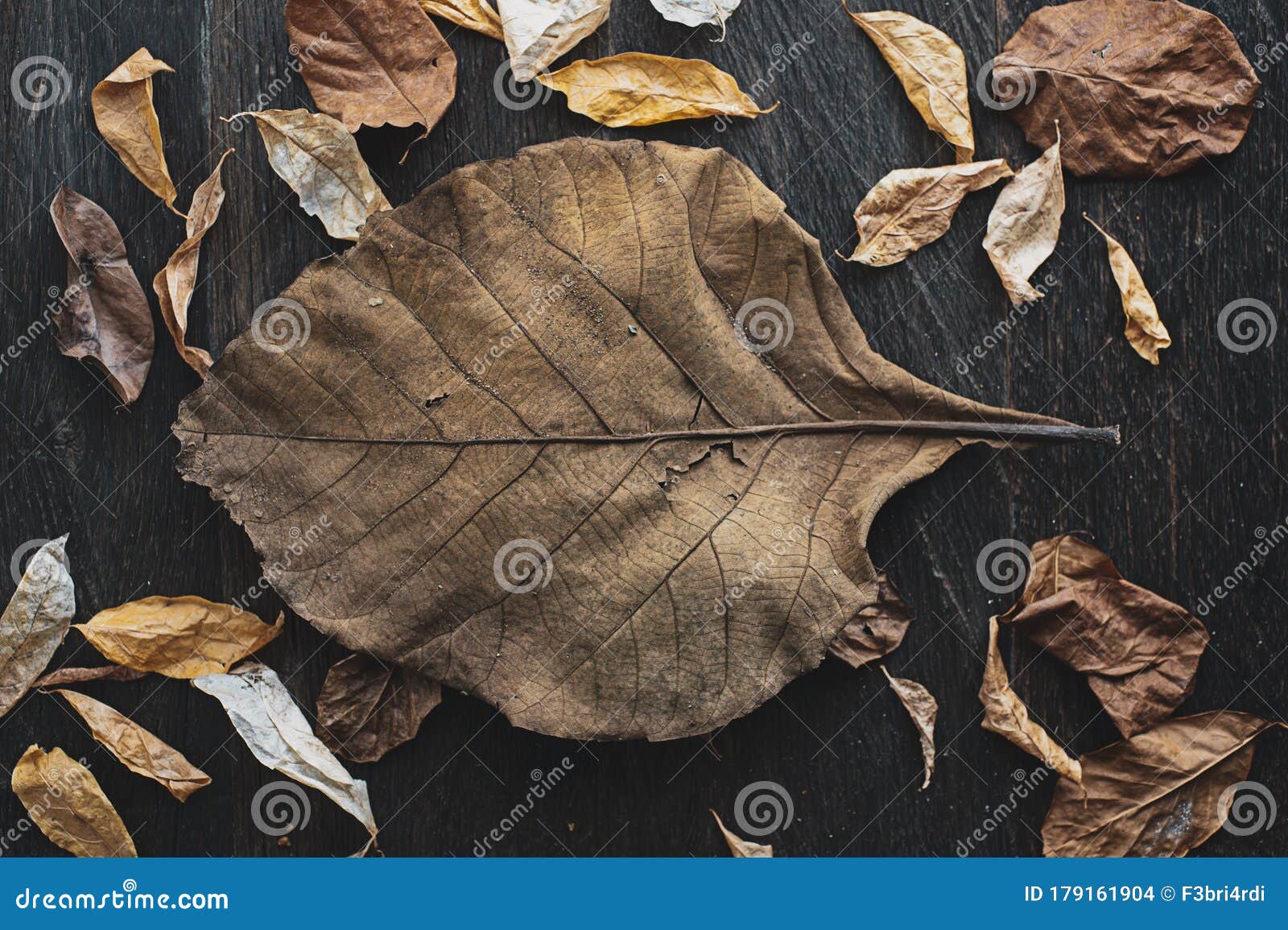 Dried Leaves Images  Free Download on Freepik