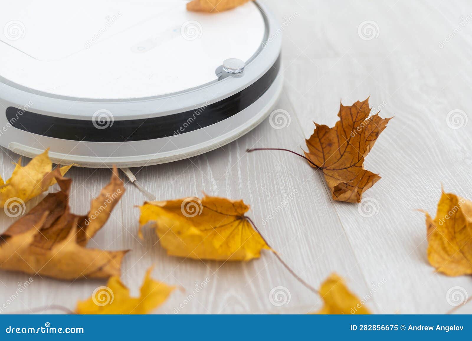 Dry Autumn Leaves and a Robot Vacuum Cleaner Stock Image Image of