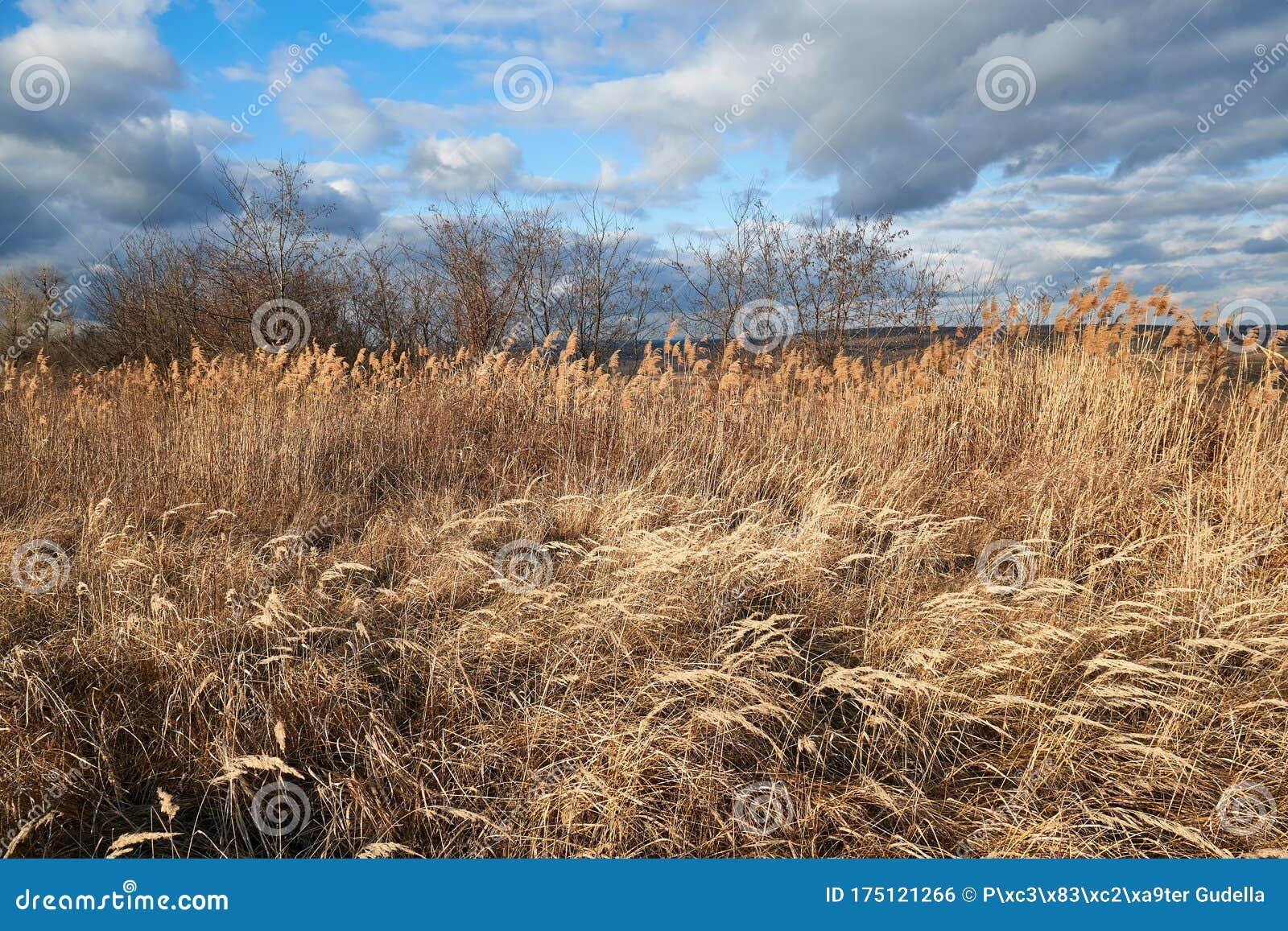 dry autumn meadow and bushland