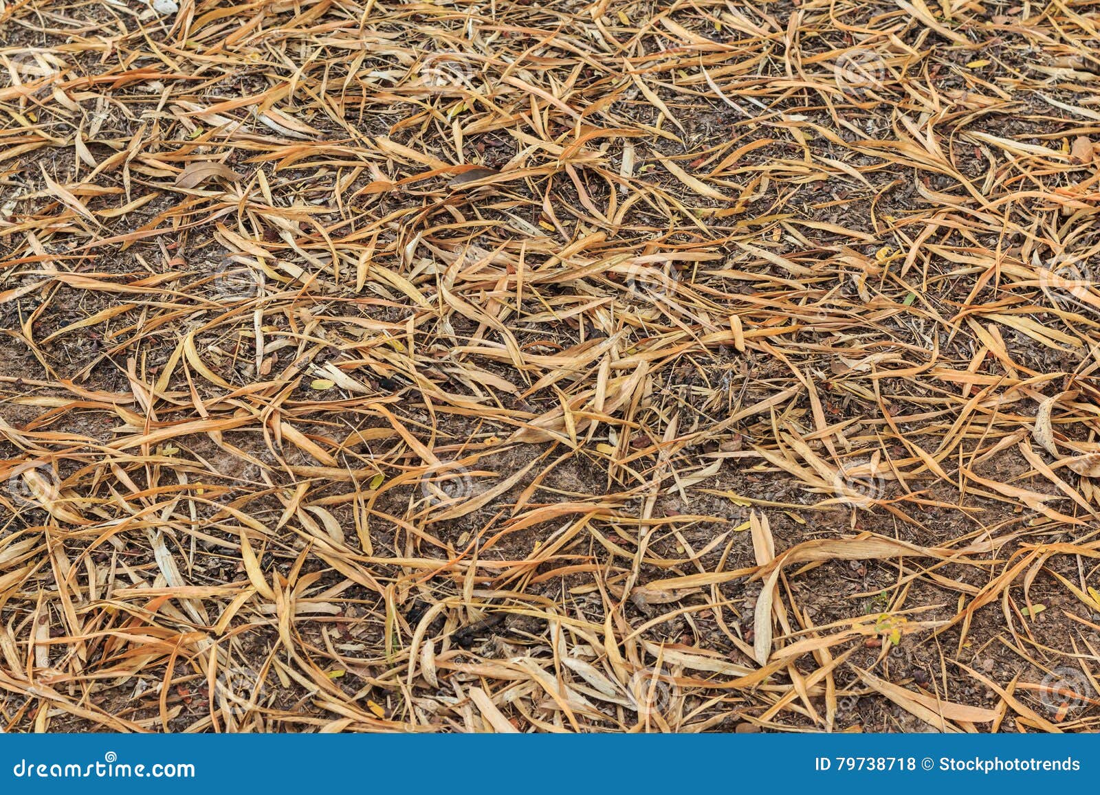 Dry Bamboo Leaves Turning Brown Texture on Ground. Stock Photo Image of beautiful, background