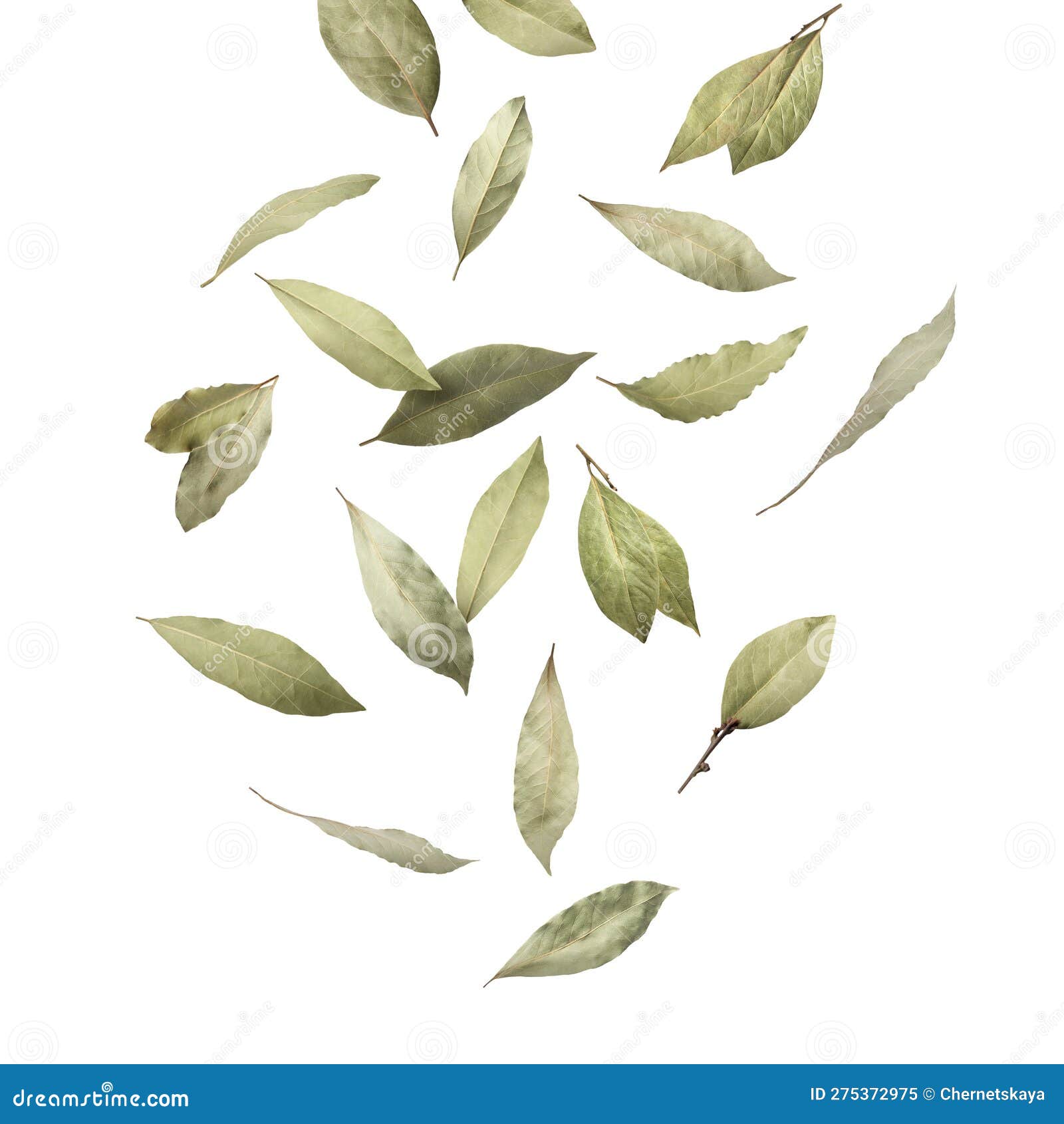 Dry Bay Leaves Falling on White Background Stock Image Image of