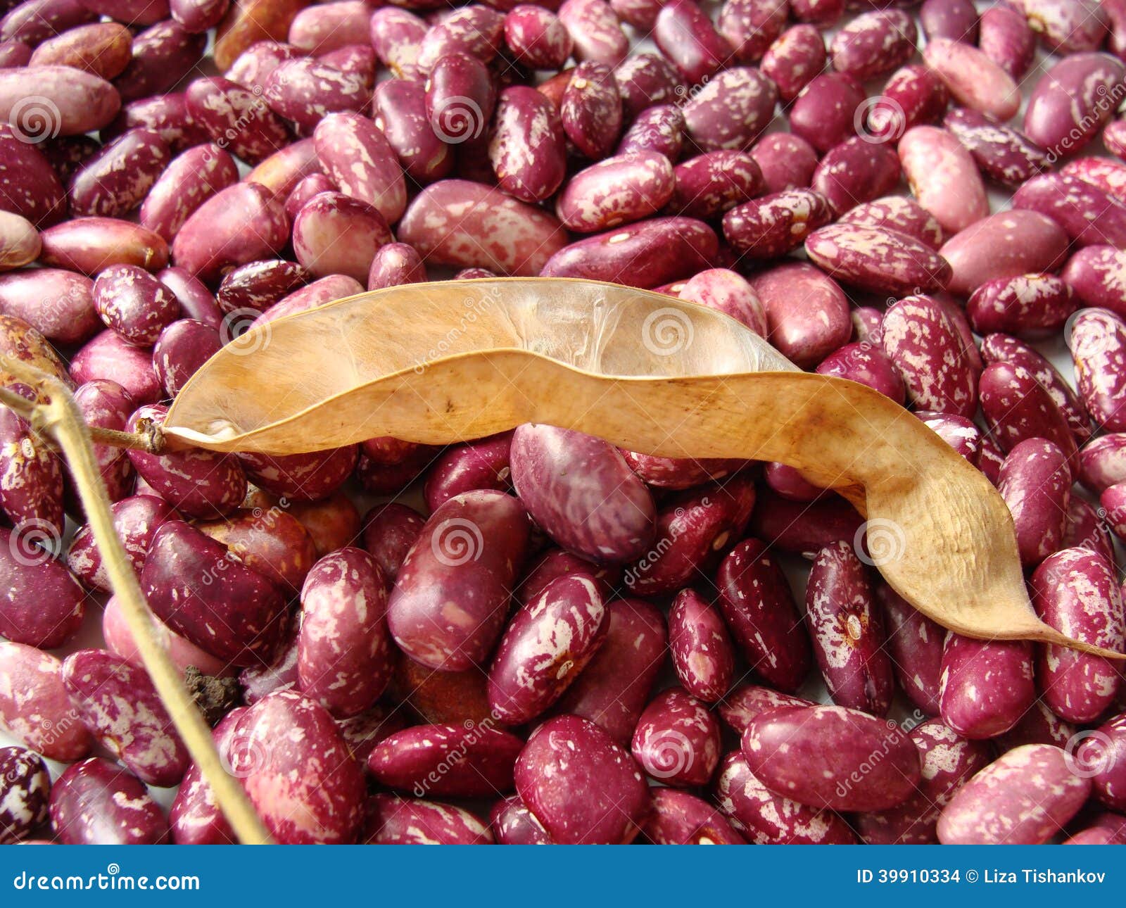 Dry bean pod on red beans stock photo. Image of culinary 39910334