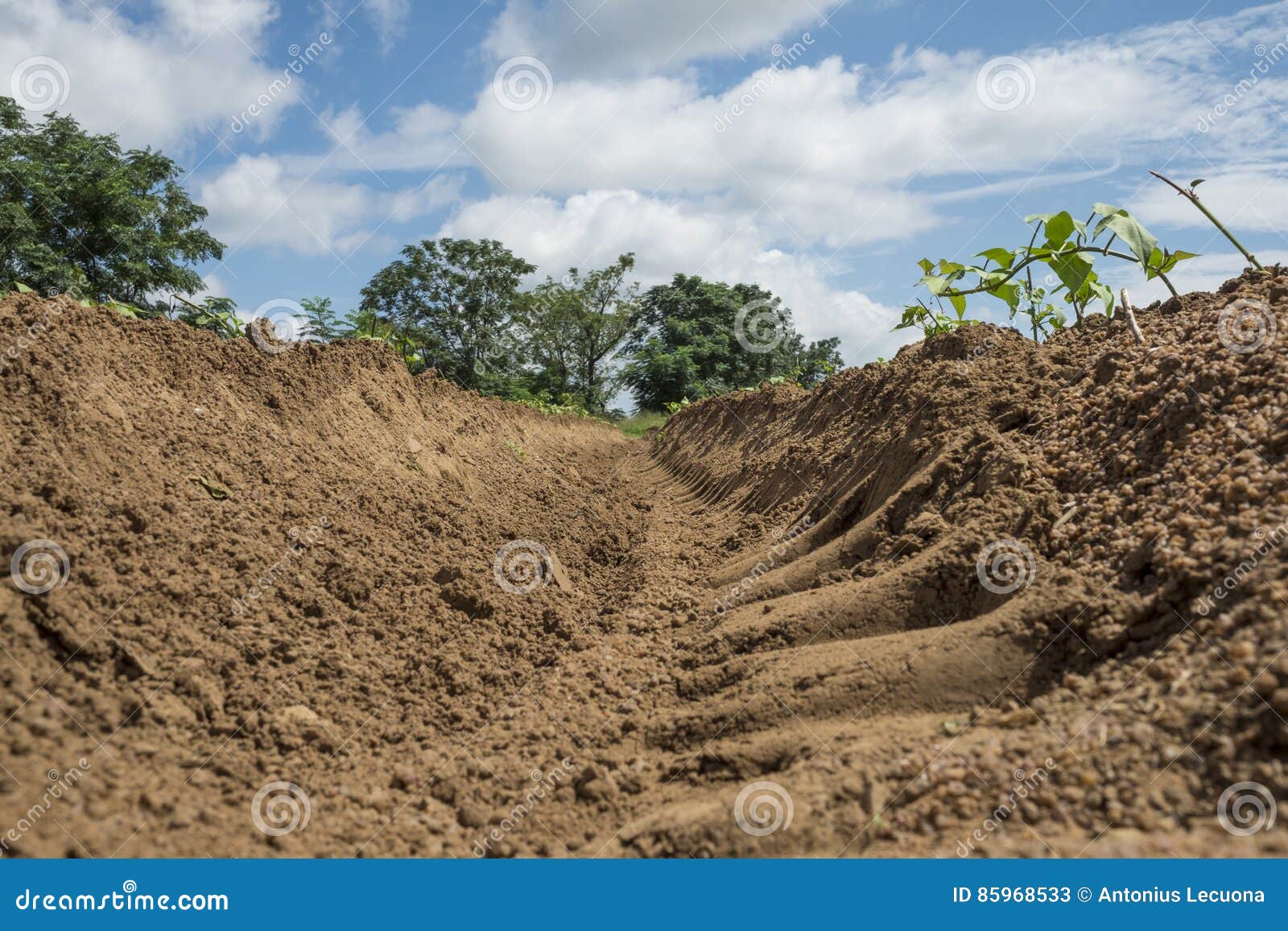 Dry bean soil ridge stock image. Image of lima, fresh 85968533