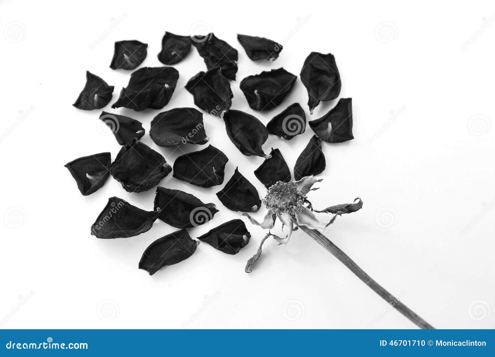 Dry black rose stock photo. Image of delicate, flying 46701710