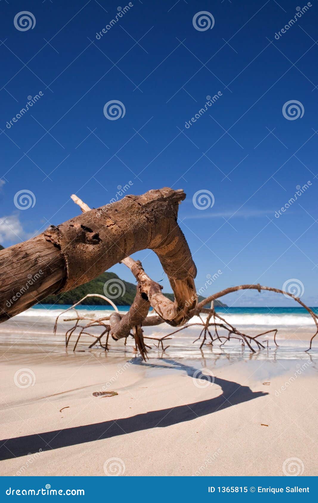 dry branch on the beach