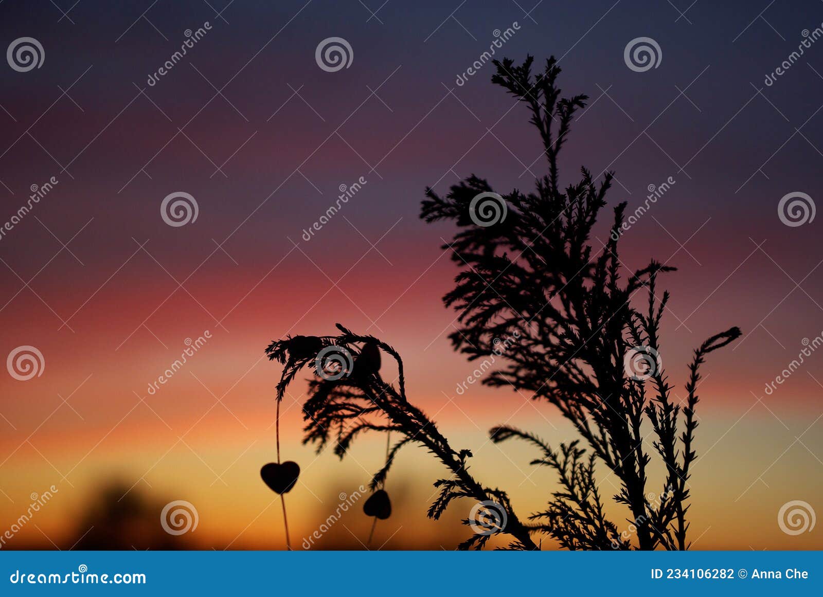 a dry branch silouete with colored sunset sky in background