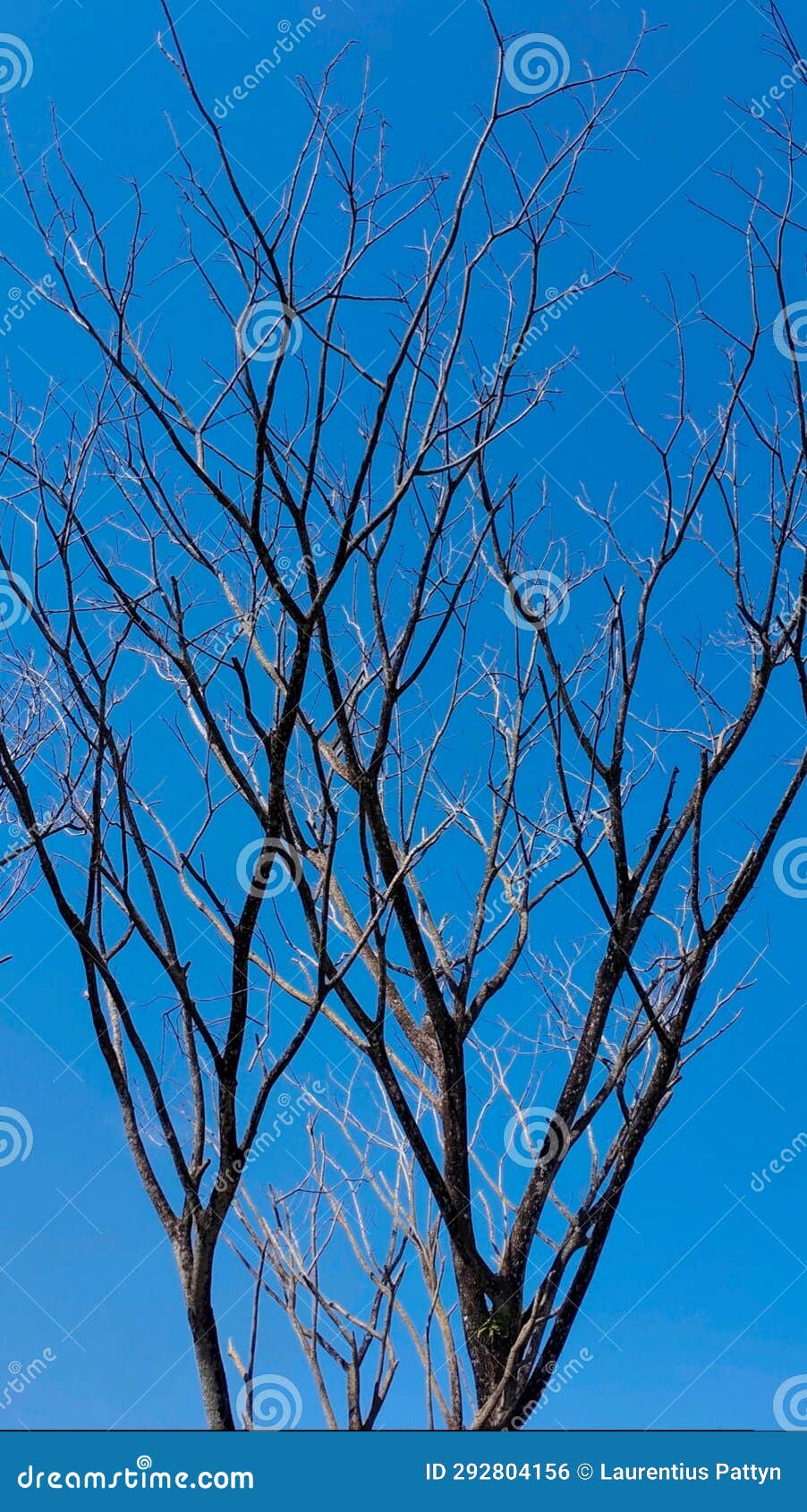 Dry branches on blue sky stock photo. Image of bare 292804156