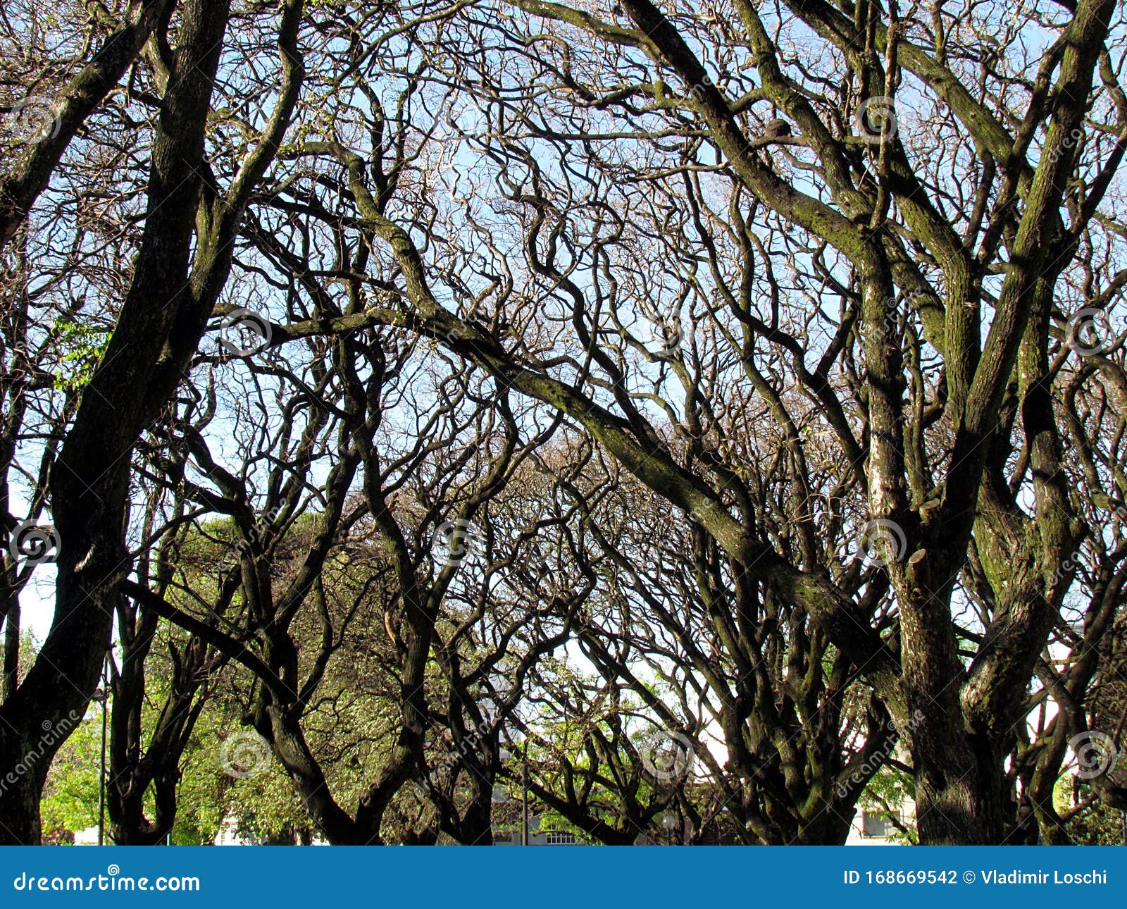 the dry branches of the trees indicate that it is still winter.