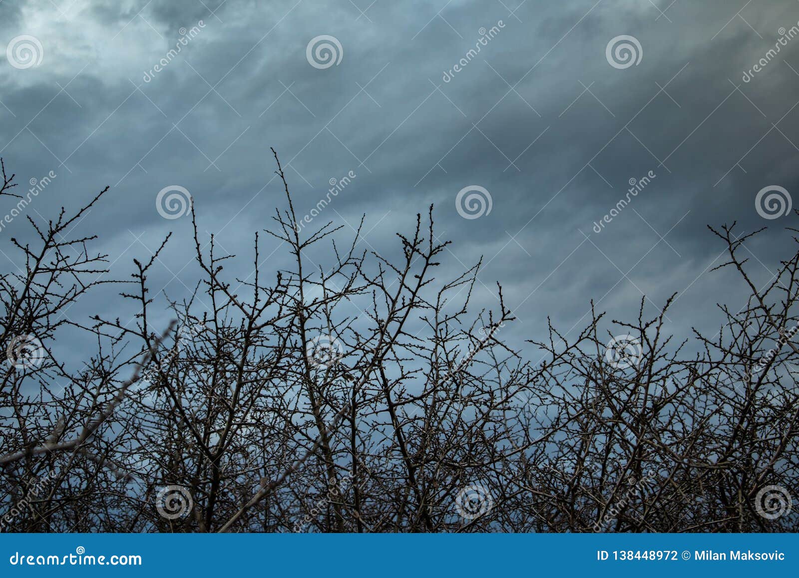 dry branches with very dark clouds in the background