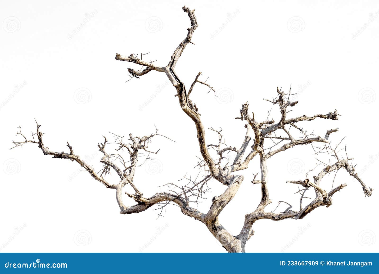 Dry Branches, White Background Stock Image Image of element, detail