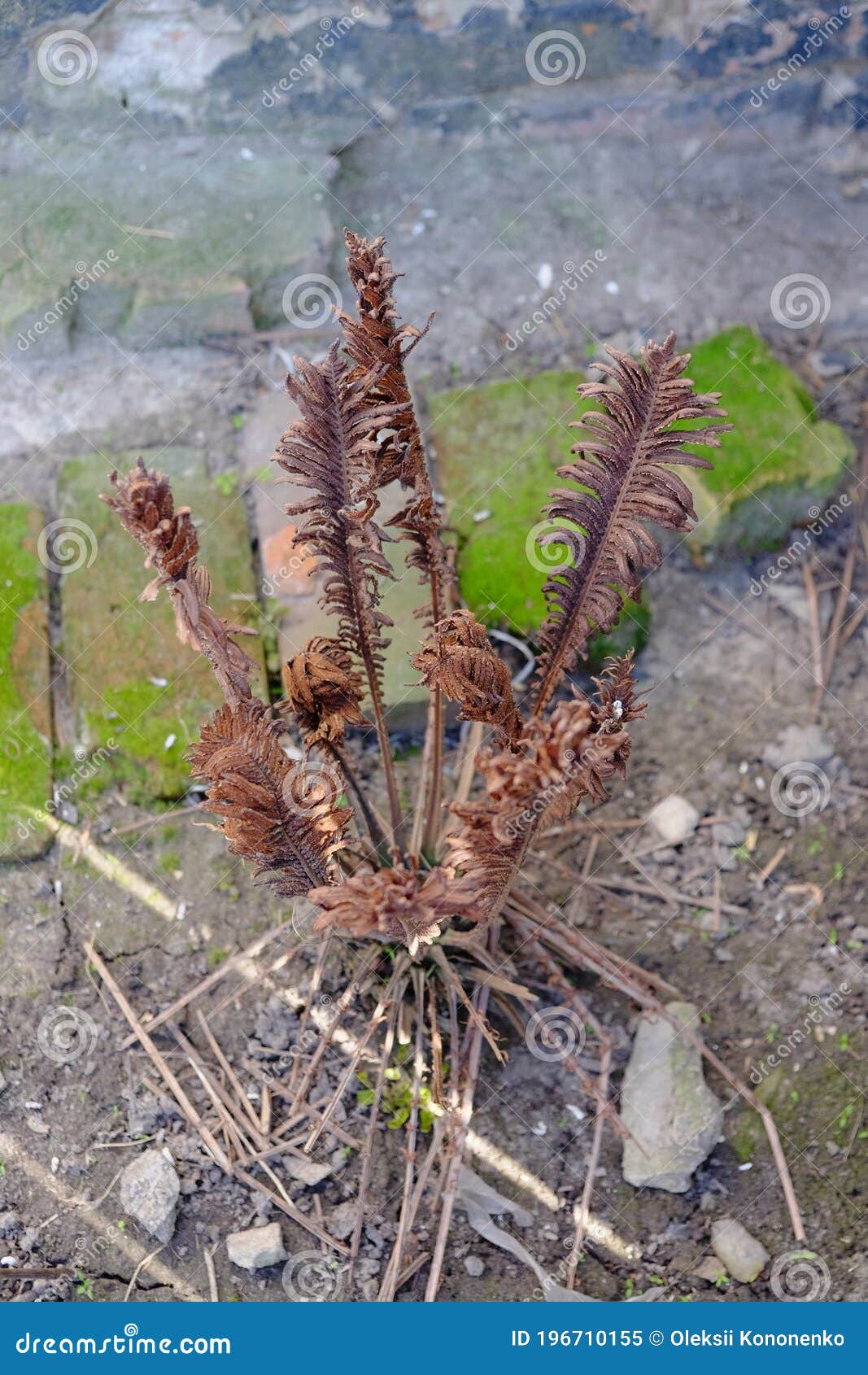 The Dried Bush Of A Tomato. The Plant Withered From Lack Of Water