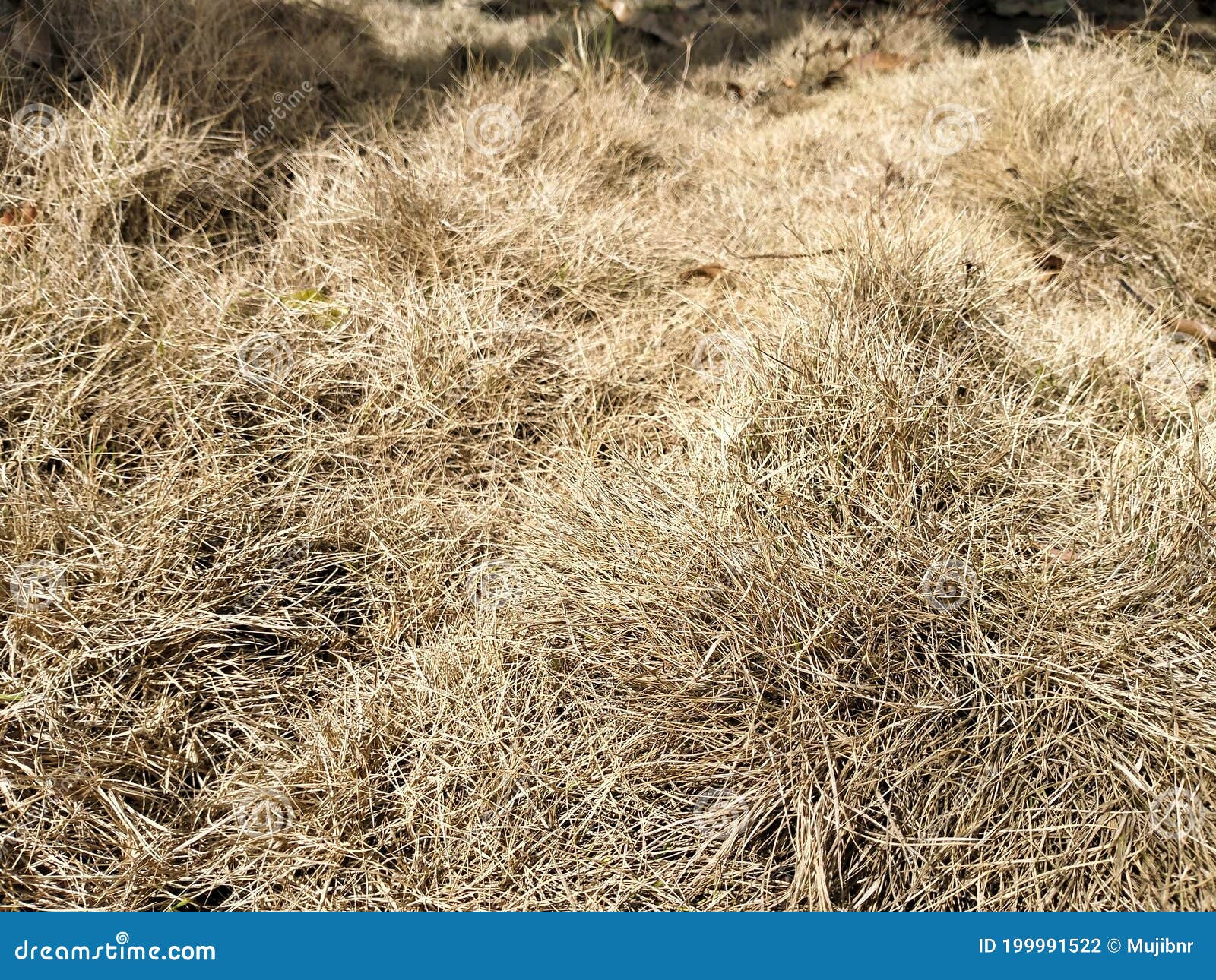 Dry Brown Grass, Suitable for Background Design Stock Photo Image of