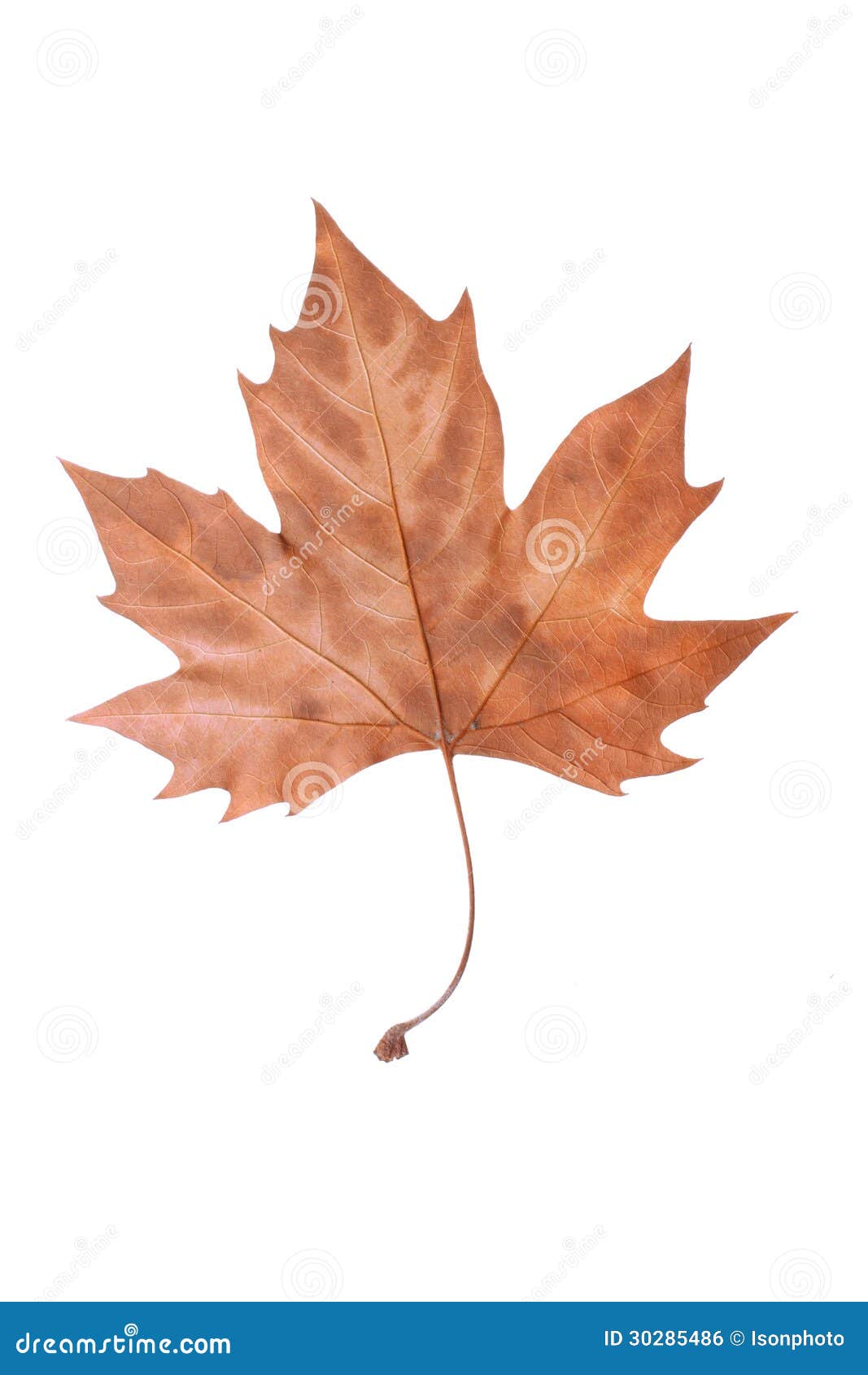 Dry Maple Leaf stock photo. Image of isolated, autumn 30285486