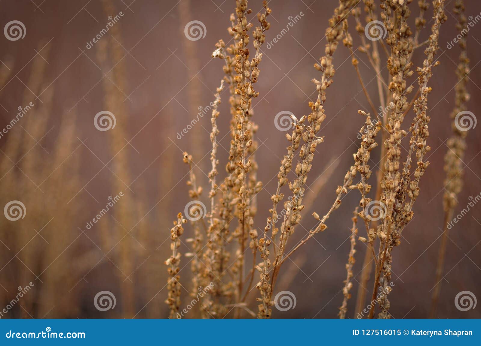 dry brunches in autumn or winter, close up, natural foto