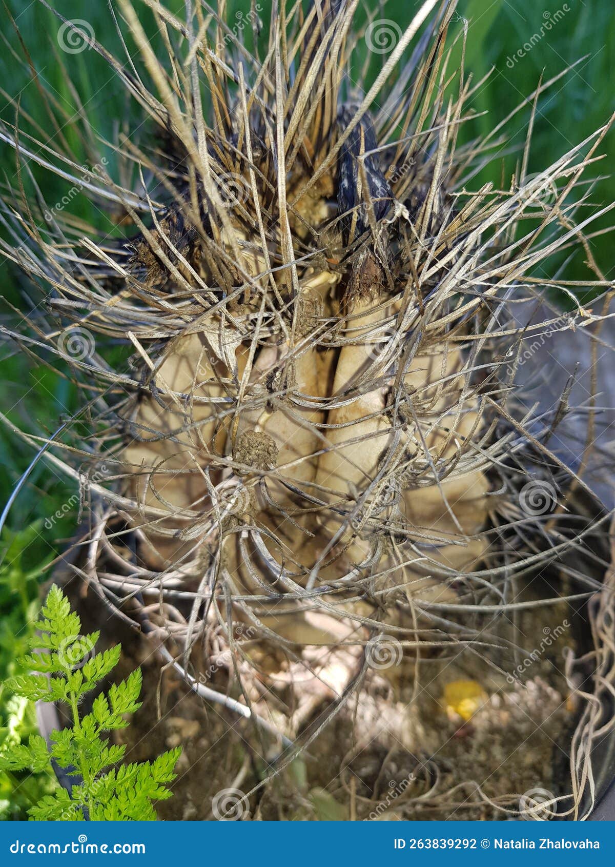 Dry cactus in closeup stock photo. Image of twig, food 263839292