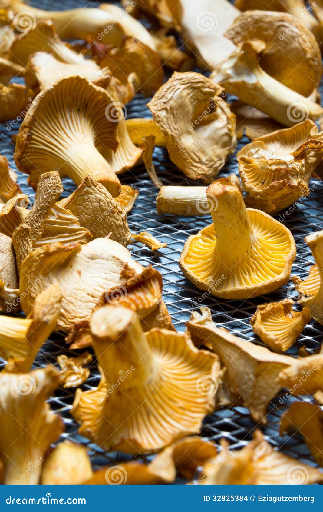 Dry Chanterelles stock photo. Image of forest, chanterelles 32825384