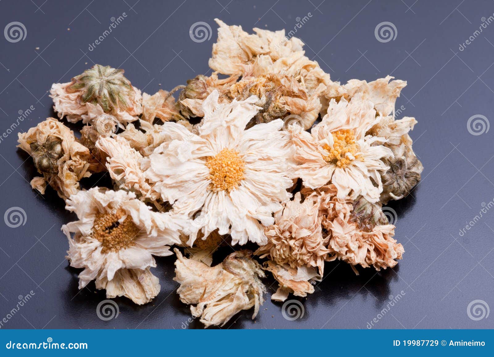 Dry chrysanthemum stock image. Image of food, large, macro 19987729