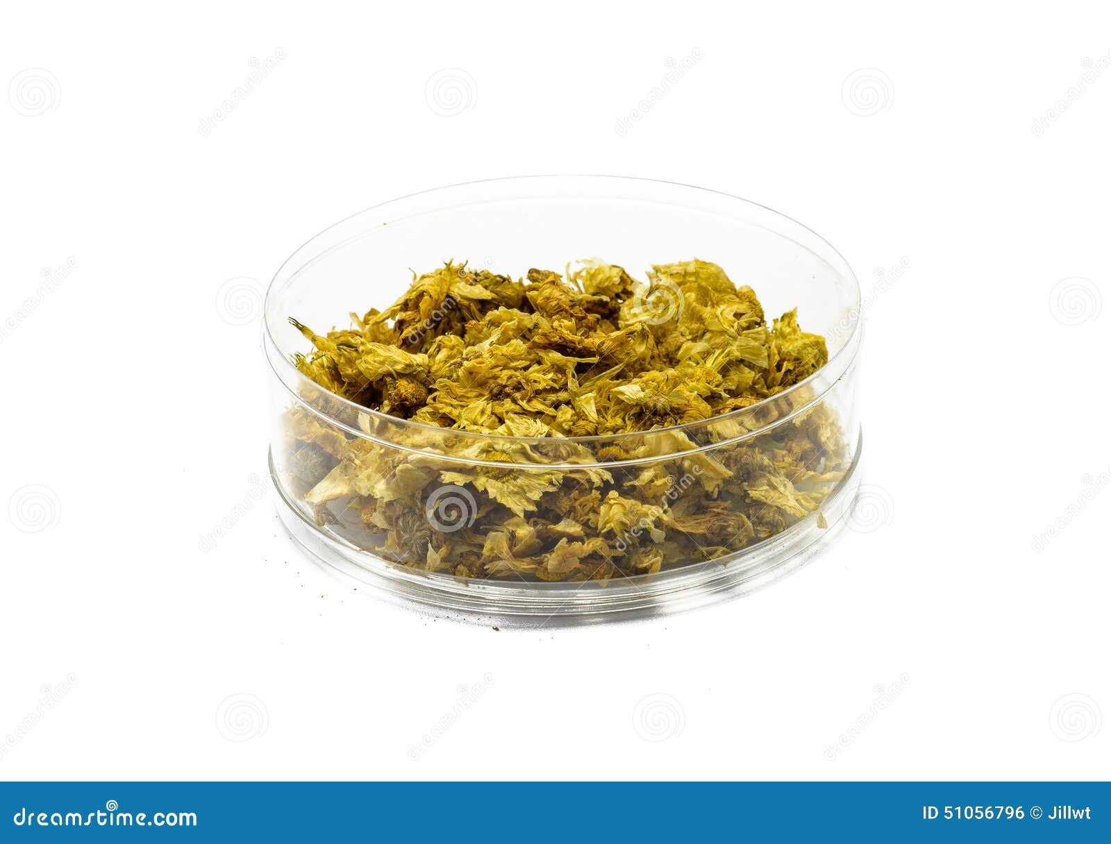 Dry chrysanthemum tea stock photo. Image of tradition 51056796