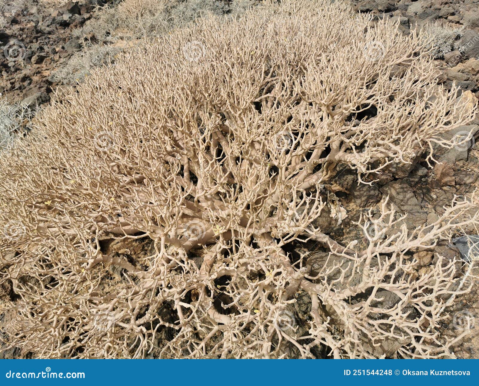 Tumbleweed, - Russian Thistle - DesertUSA