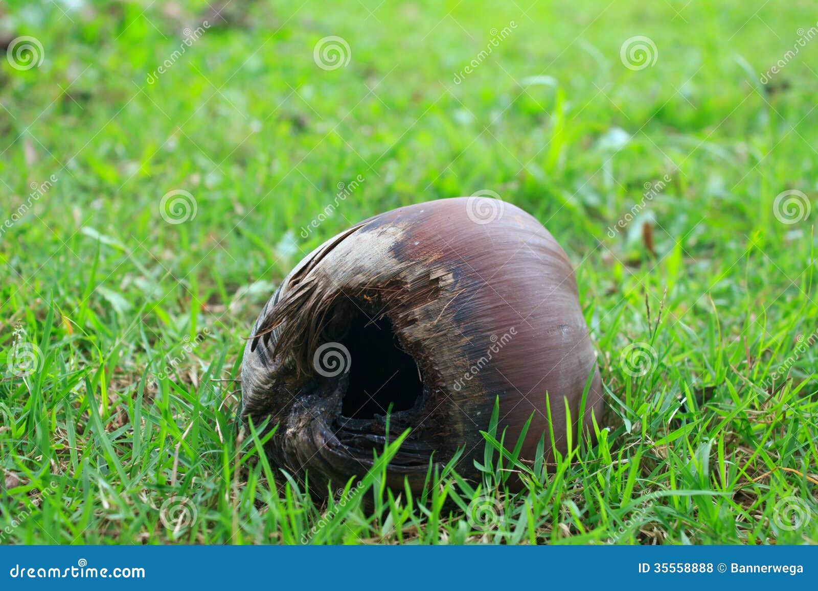 Dry Coconut on the Green Grass Stock Photo Image of ingredient