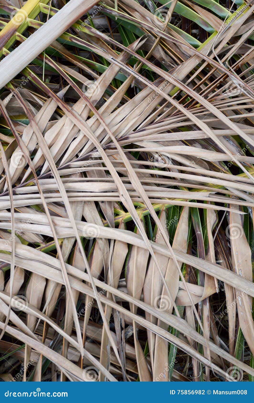 Dry coconut leaves stock photo. Image of coconut, natural 75856982