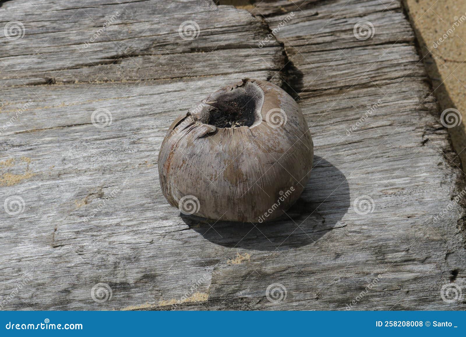 Dry coconut skin stock photo. Image of wood, produce 258208008