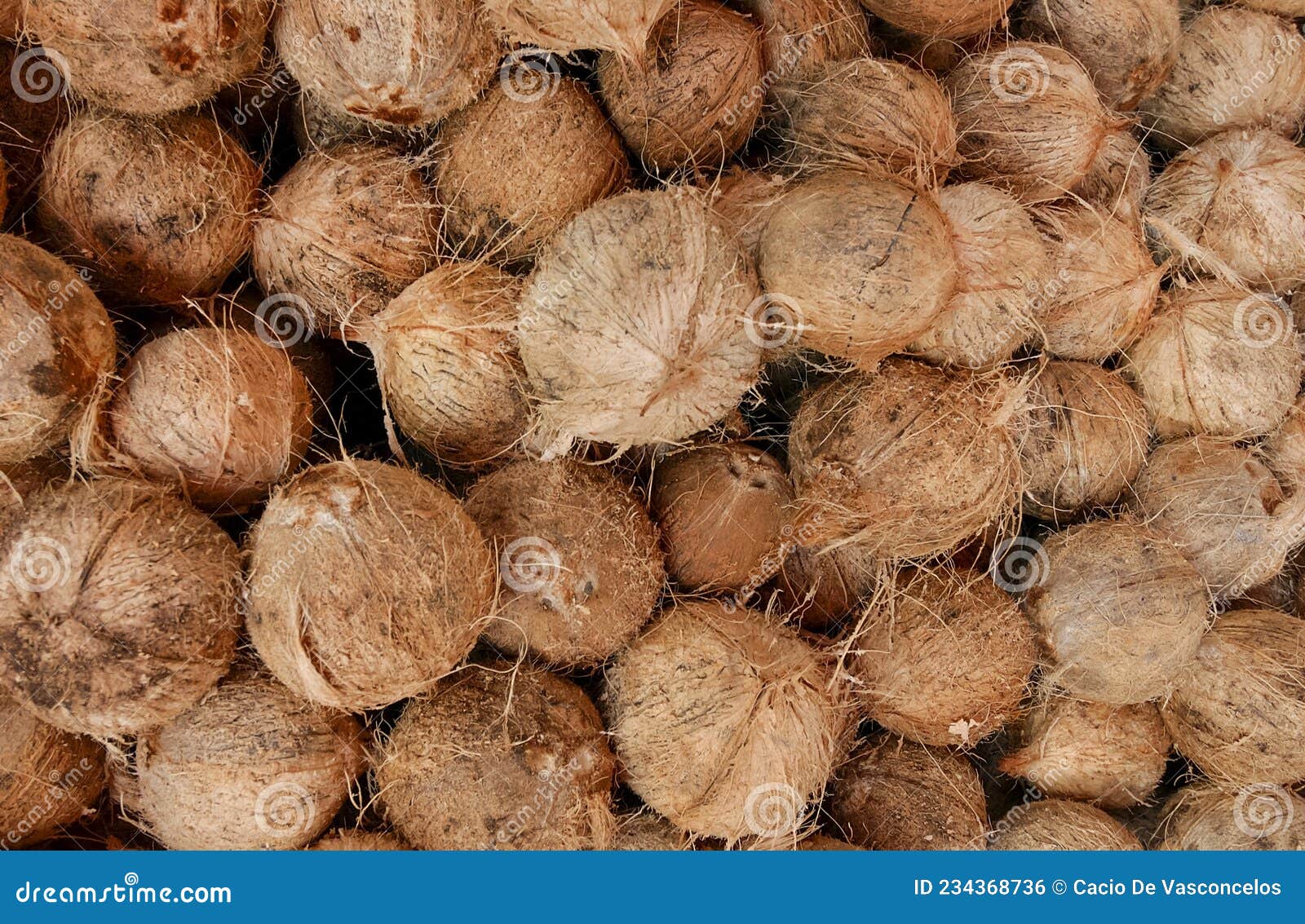 dry coconuts for industrial processing