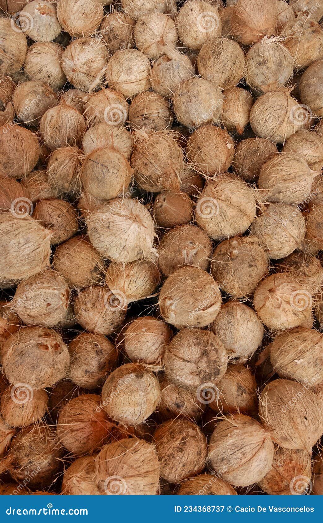 dry coconuts for industrial processing
