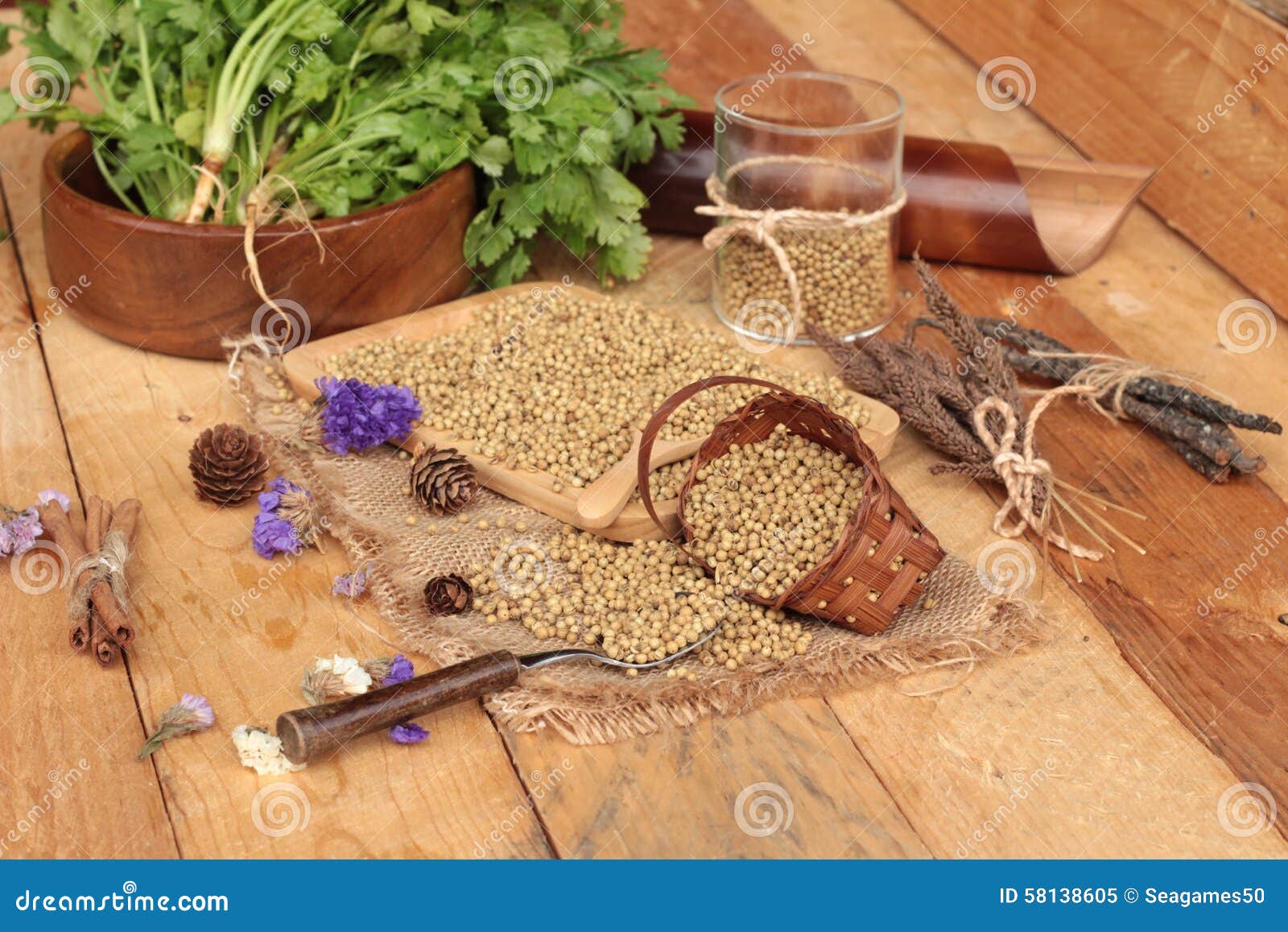 Dry Coriander Seeds and Fresh Coriander Green. Stock Image Image of