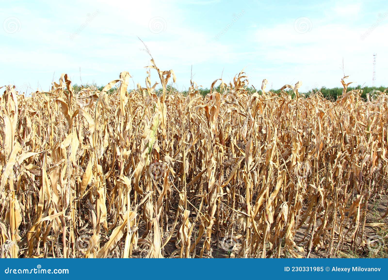 Dry corn ready to harvest stock image. Image of field 230331985