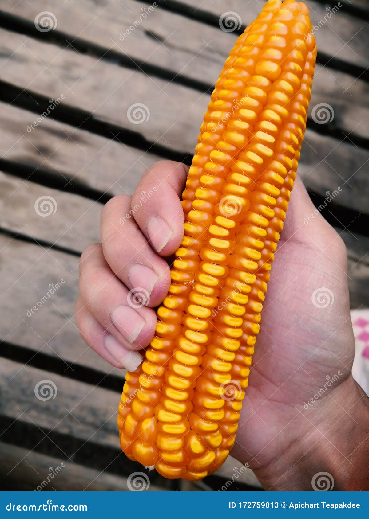 Dry corn used in livestock stock image. Image of food 172759013