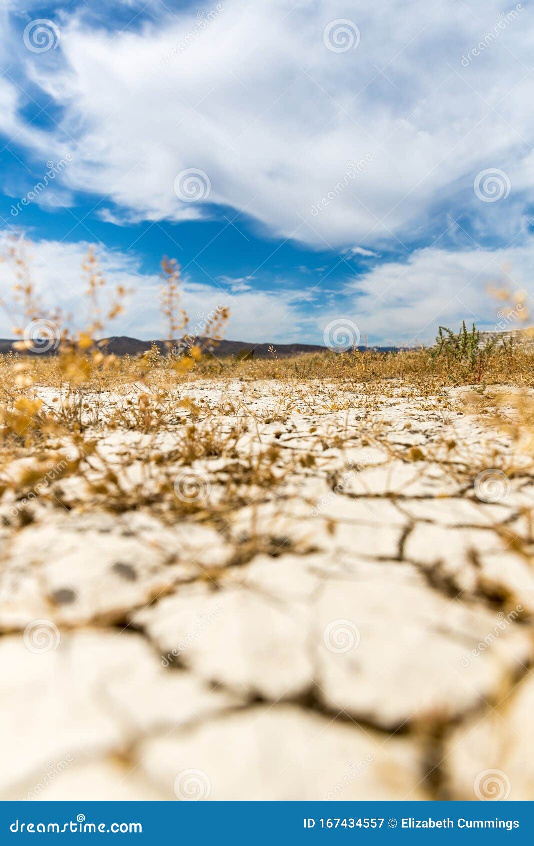 Dry Cracked Desert Mud and Plants Dying of Thirst Stock Image Image