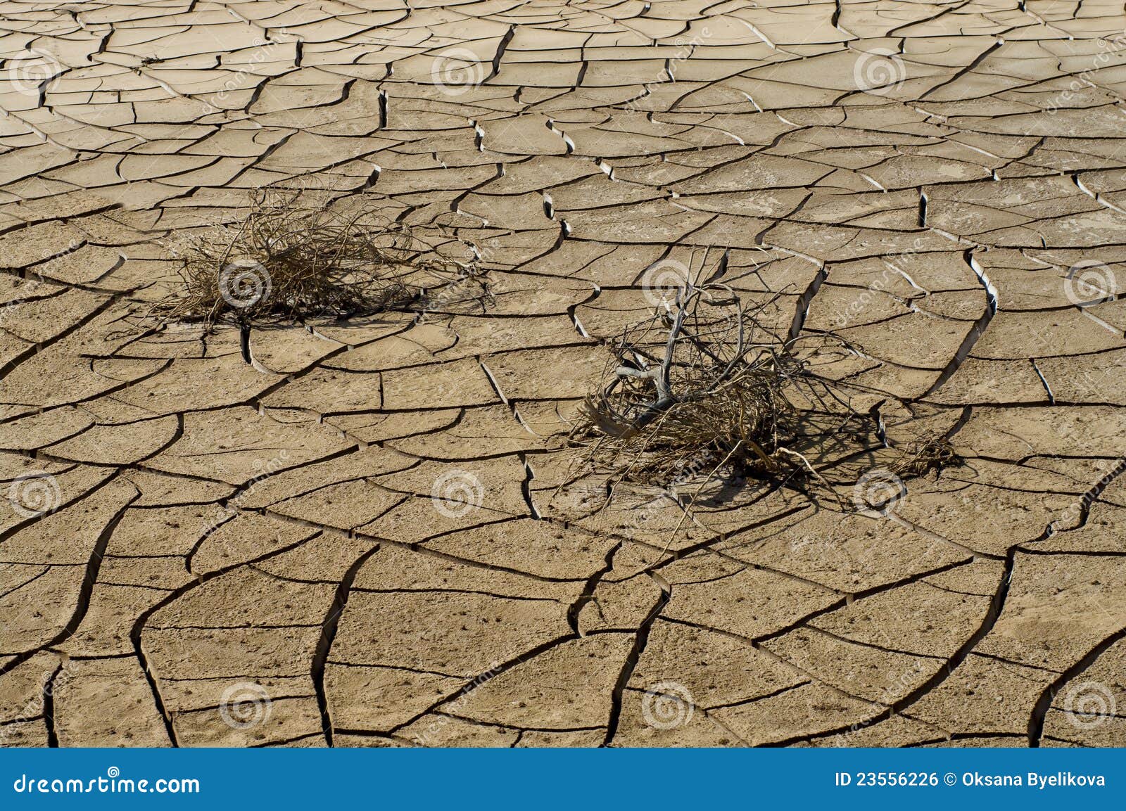 Dry cracked soil and plant stock photo. Image of disaster 23556226